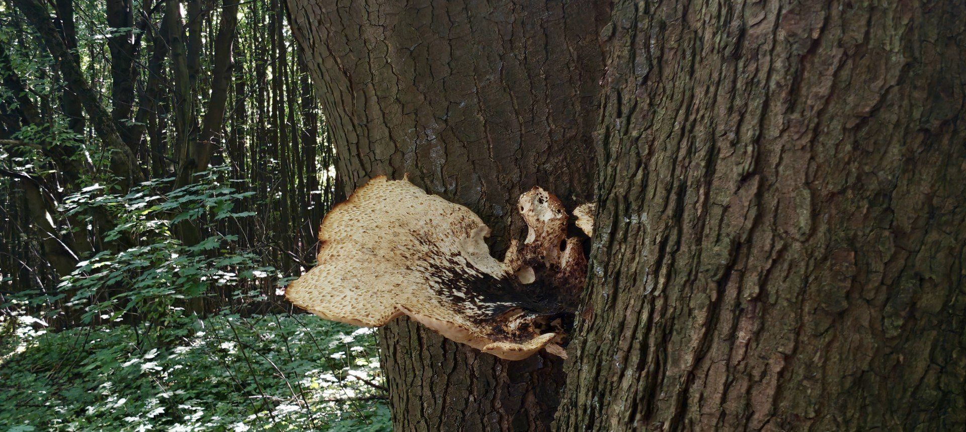 Kliknij strzałkę, aby przejść do następnych zdjęć!