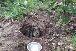 Zakopał psa żywcem w lesie. Policja zatrzymała właściciela