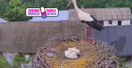 Topił się w gnieździe. Pomogli mu przeżyć. Sabcio wrócił po 6 latach