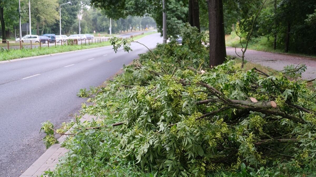 Gałęzie spadły na drogę