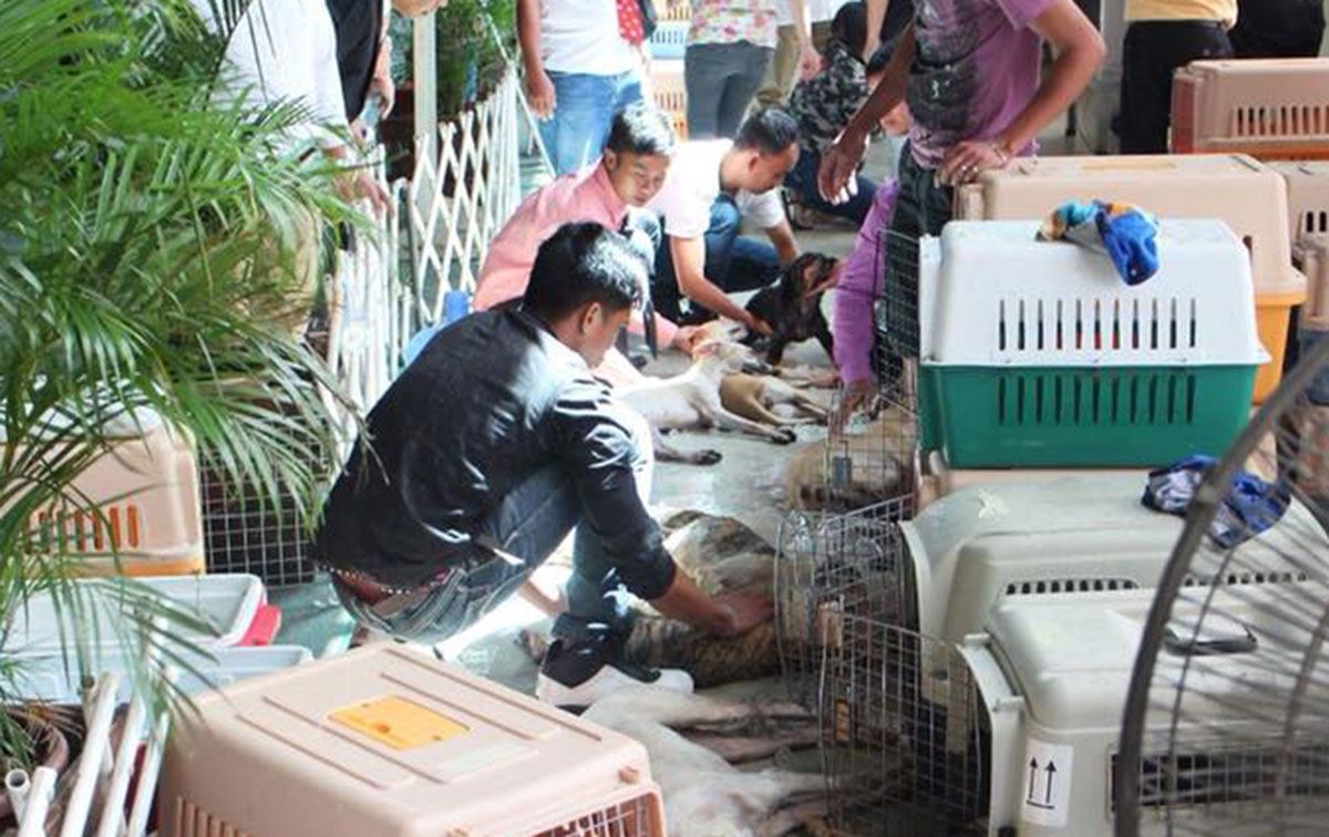 30 martwych psów w aucie. Filipińczyk uciekł