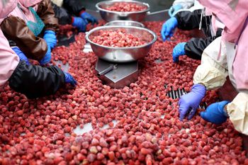 Egipt zarabia krocie na eksporcie truskawek do Polski. Kwota robi wrażenie