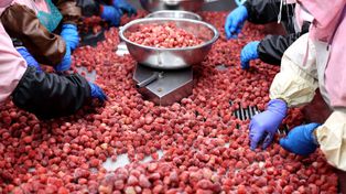 Egipt zarabia krocie na eksporcie truskawek do Polski. Kwota robi wrażenie