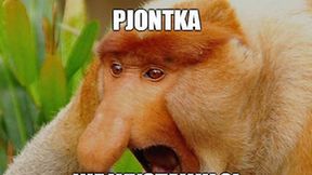 Liga Narodów. "Ale, że Piątka nie wystawił?" Memy po meczu Polska - Włochy