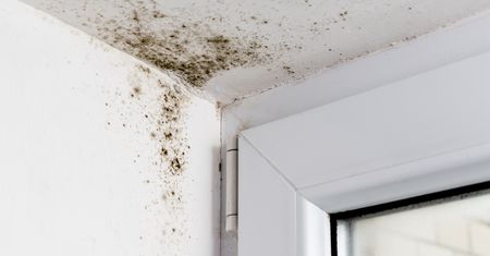 Spryskaj nim ściany. Wykwity pleśni już się nie pojawią