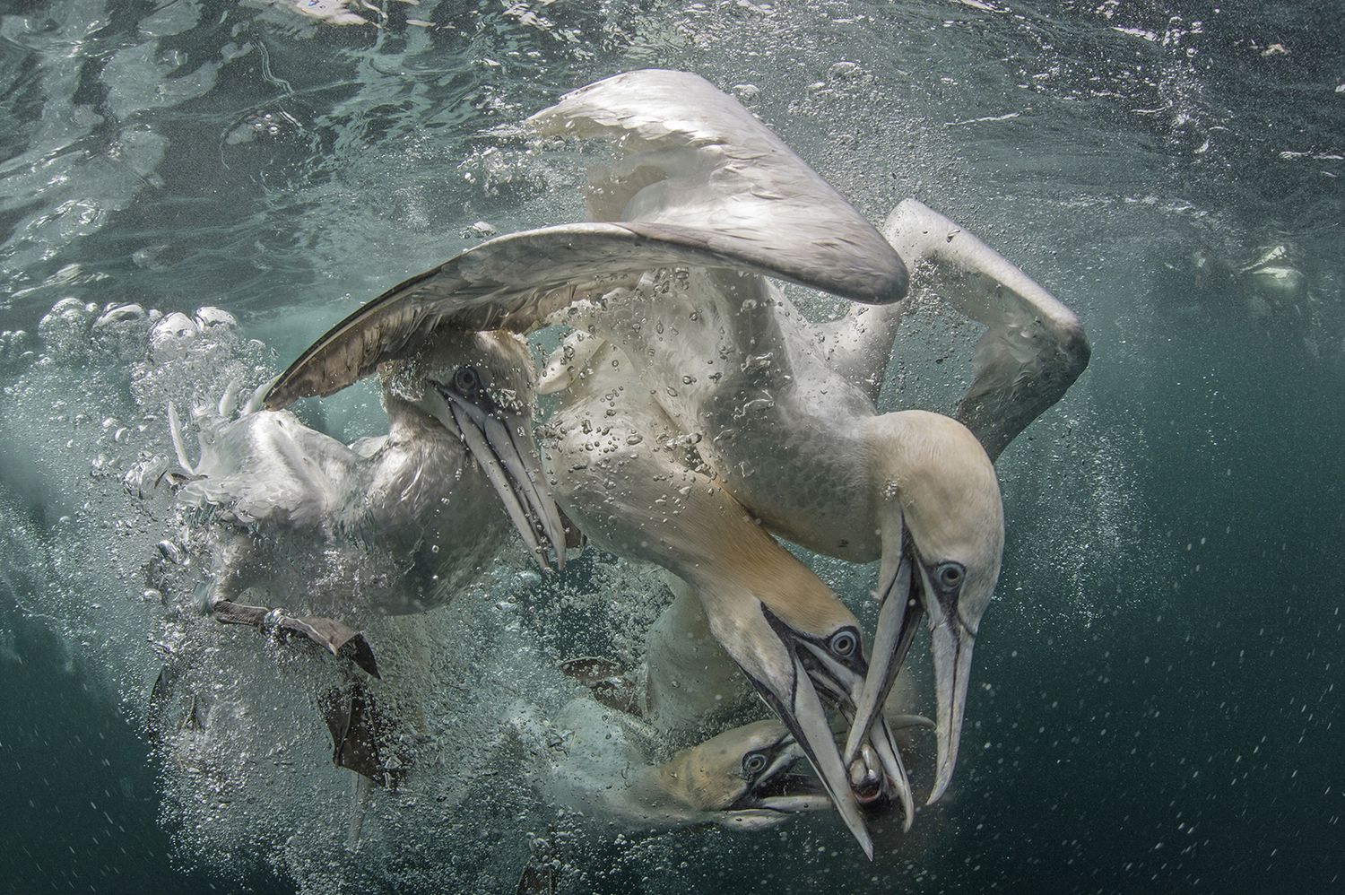 Takiego świata nie znacie. Oto najpiękniejsze zdjęcia podwodne w konkursie Underwater Photographer of the Year 2017 7