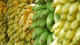 Właściwości bananów zależą od koloru skórki. Dietetyk wyjaśnia, o co chodzi (WIDEO)