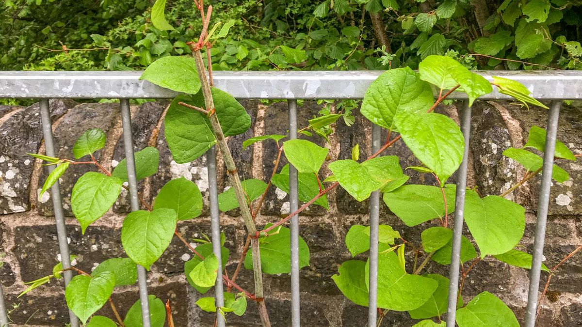 Jeden z najbardziej inwazyjnych gatunków. Szkodzi zdrowiu, niszczy budynki i drogi