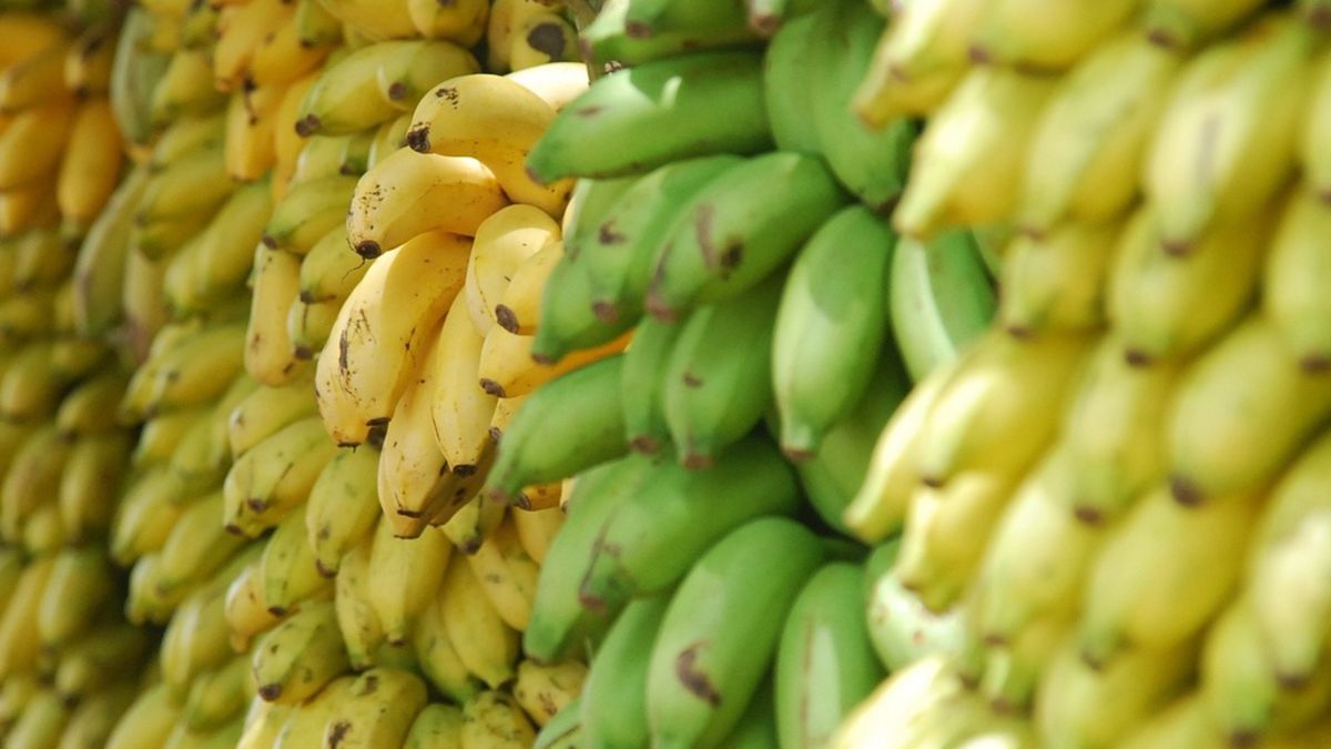 Właściwości bananów zależą od koloru skórki