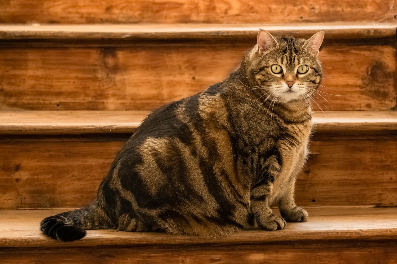 nadwaga u kotów, fot. Getty Images