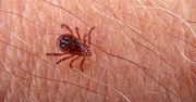 Afrykańskie kleszcze w Polsce. "Nie czekają, lecz biegną"