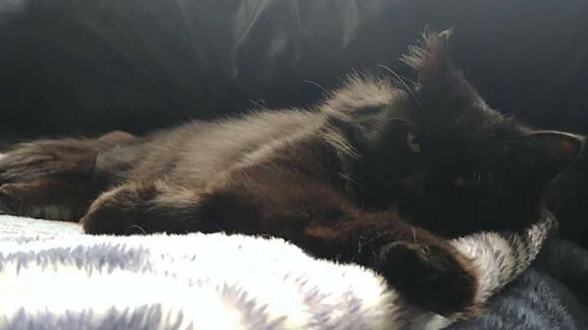 Pomogła bezdomnej kotce. Zwierzę okazało wdzięczność w niezwykły sposób!