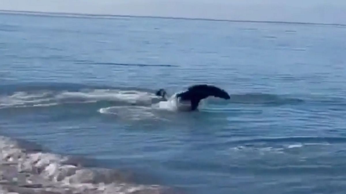 Zwierzęta bawiły się ze sobą