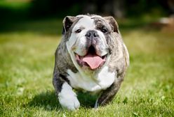 Obudził się i zobaczył, że pies przegryzł mu palec do kości. "Wyświadczył mi przysługę"