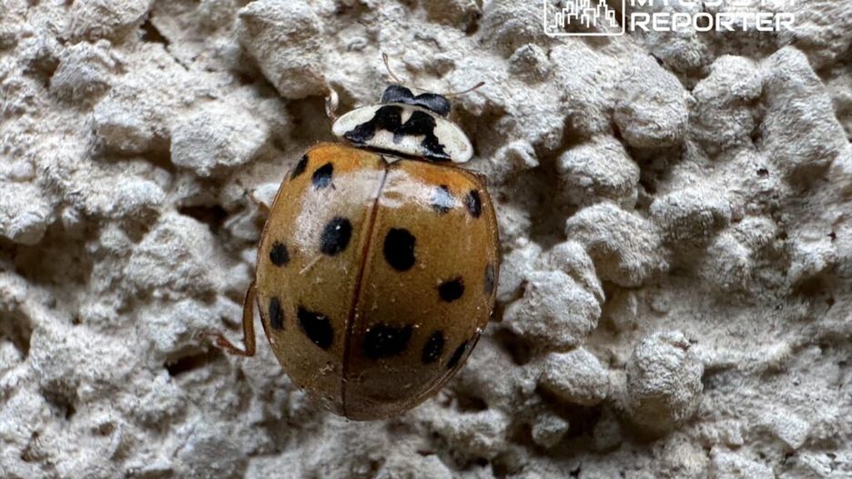 Brązowa biedronka z czarnymi plamkami wspina się po chropowatej ścianie.