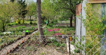 Piękne, ale bardzo niebezpieczne. Sprawdź, czy nie masz tych roślin na działce lub w domu