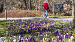 Słupsk: Piękne krokusy w PKiW. Jaka pogoda na najbliższe dni? [ZDJĘCIA]