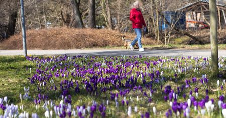 Słupsk: Piękne krokusy w PKiW. Jaka pogoda na najbliższe dni? [ZDJĘCIA]