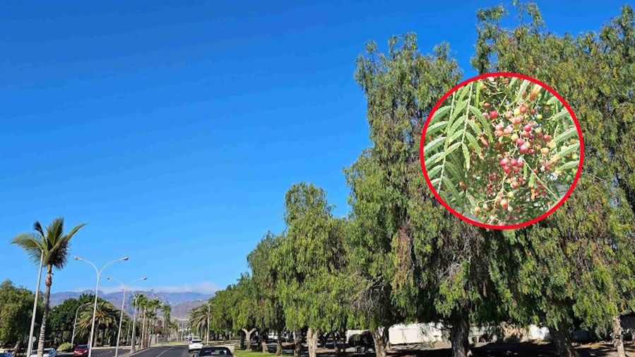 Drzewa pieprzowe na Kanarach są na każdym kroku