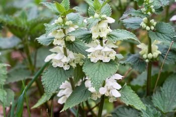 Zamiast wyrzucać na kompost, uduś z masłem na patelni. Liście smaczniejsze od szpinaku
