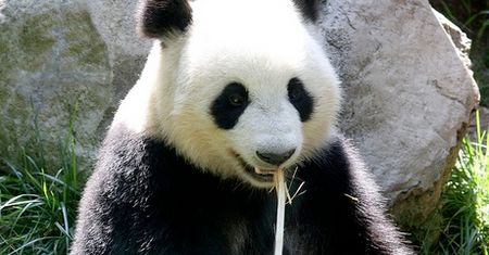 Panda Shin Shin urodziła młode w zoo w Tokio