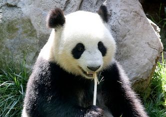 Panda Shin Shin urodziła młode w zoo w Tokio