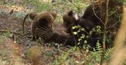 Rodzina niedźwiedzi. Niezwykłe nagranie z Bieszczad