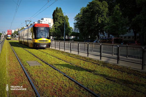 Warszawa. Tory tramwajowe z rozchodnikiem - doskonały pomysł, który pogodzi zwolenników i przeciwników koszenia traw