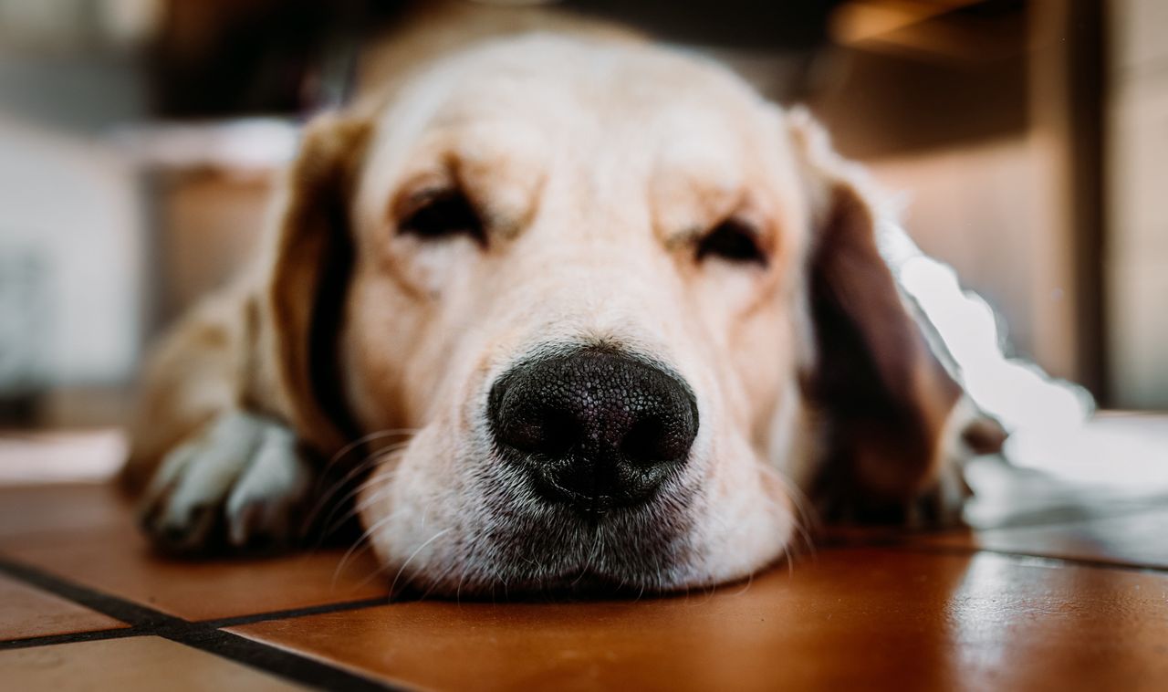 Złoty labrador bohaterem rosyjskiej telewizji