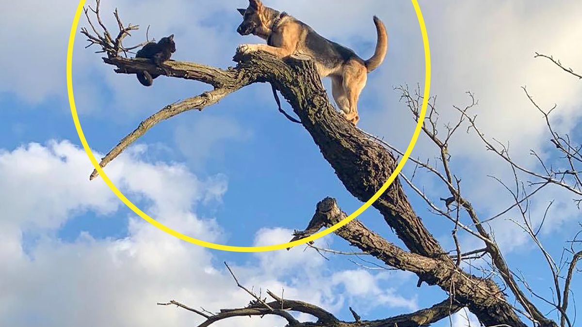 Niecodzienna akcja ratunkowa. Strażacy ściągali z drzewa kota i… psa 1