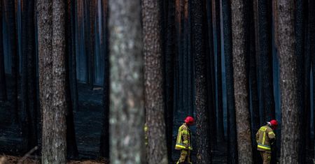 Pożar lasu w Puszczy Solskiej. Nowe informacje od strażaków