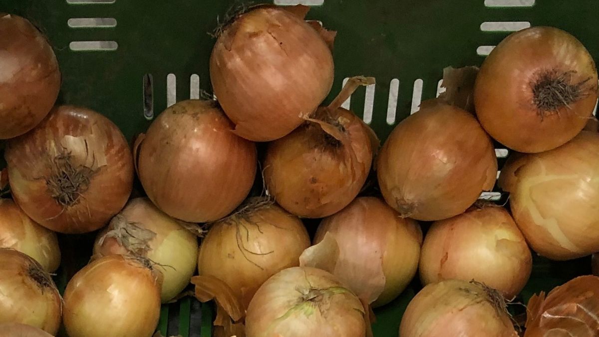 Jak przechowywać cebulę na zimę? Dziadek od zawsze stosuje jedną metodę