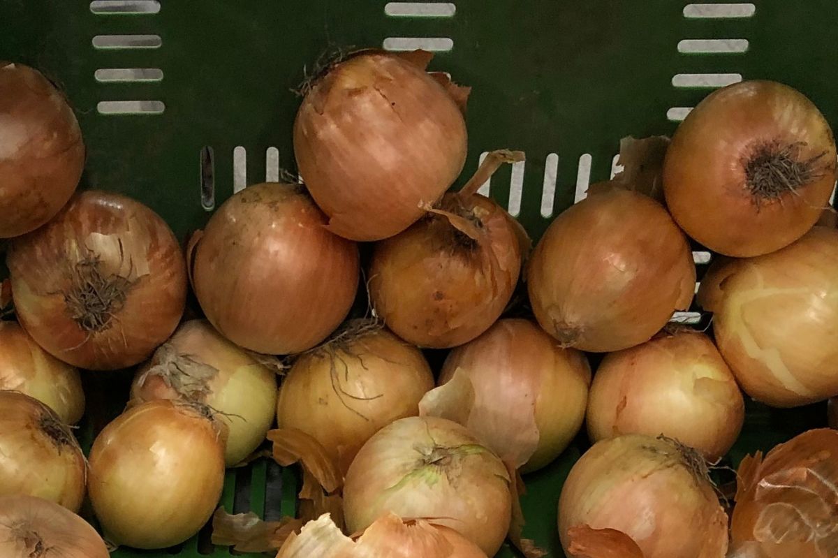 Grandpa showed me how to properly store onions. None will go to waste