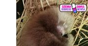 Ofelia i Otello zostali rodzicami. W Łodzi przyszła na świat panda mała