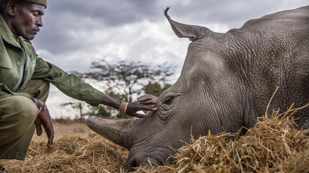 Wzruszające zdjęcia dwóch ostatnich nosorożców północnych na świecie 1