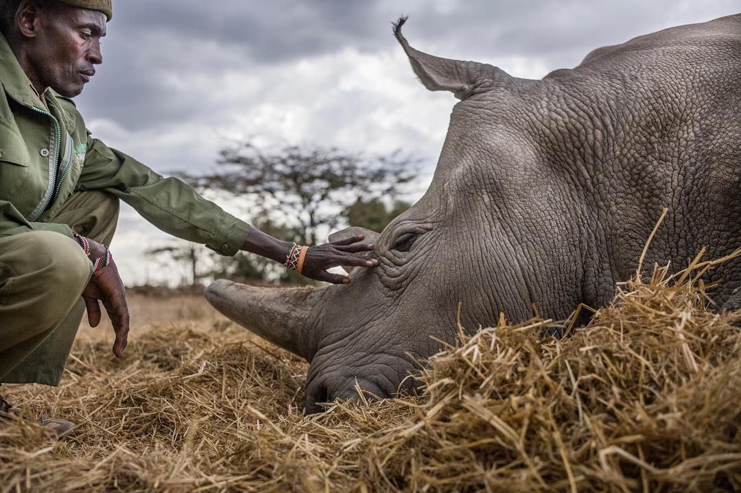 Wzruszające zdjęcia dwóch ostatnich nosorożców północnych na świecie