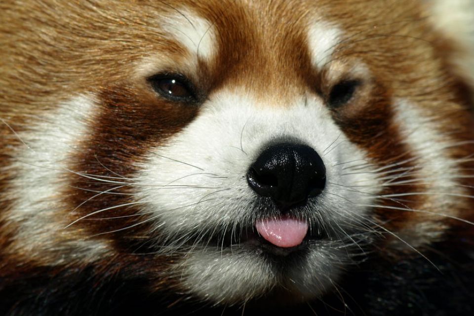 Mozilla uruchamia projekt Tofino: Firefox musi się zmienić, lub zniknie