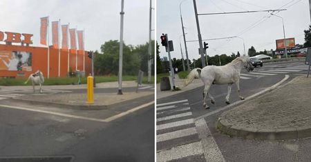 Koń galopuje po ulicach Lublina! Kierowcy w szoku, piesi w osłupieniu [zdjęcia, nagrania]