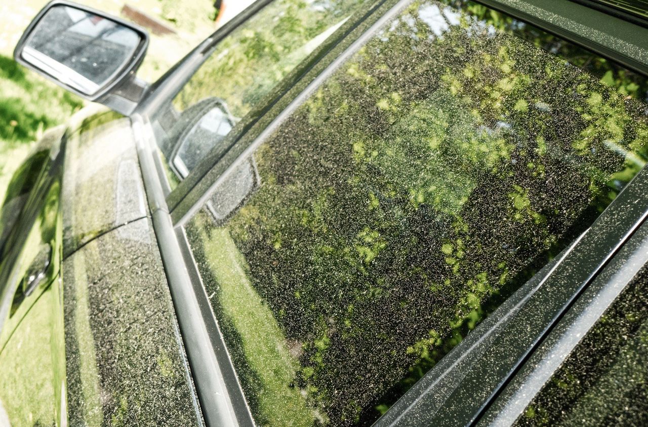 Pogoda dla alergików. Co teraz pyli w Nowym Sączu? Sprawdź kalendarz pyleń na 2025