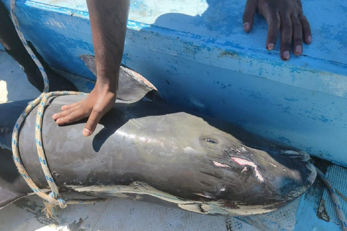 Mauritius. Umierający delfin walczył o swoje dziecko. "Miałem w oczach łzy"