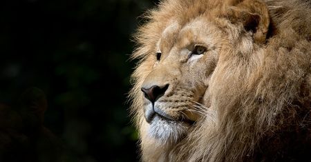 Były szef Mozilli tworzy przeglądarkę Brave... opartą na Chromium