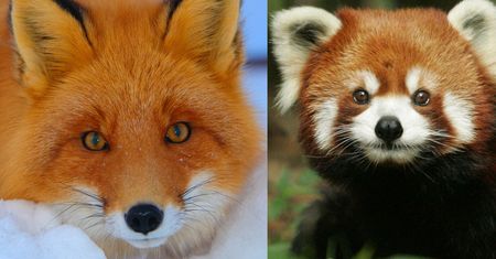 Lis czy panda mała? Kończymy z nieporozumieniami wokół Firefoksa