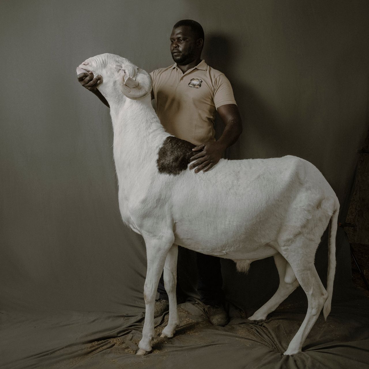 Boy Ndour, baran ladoumski ze stada Cheikh Diouf, którego właścicielem i hodowcą jest Syaka Sane. Mierzy 115 cm w kłębie.