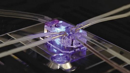 Ludzkie organy na chipsetach - koniec z testami na zwierzętach? [wideo] 1