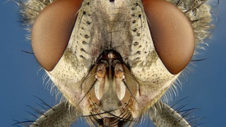 Najbardziej fascynujące obrazy spod mikroskopu 1