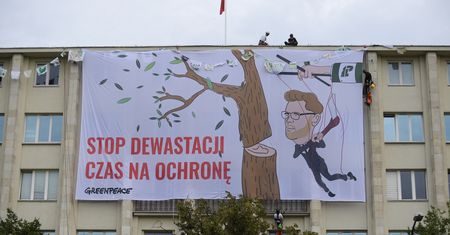 Michał Woś vs Greenpeace. Sprawdzamy, kto ma rację w sprawie terenów leśnych w Polsce