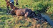 Koń wpadł do rowu. Na pomoc ruszyli strażacy