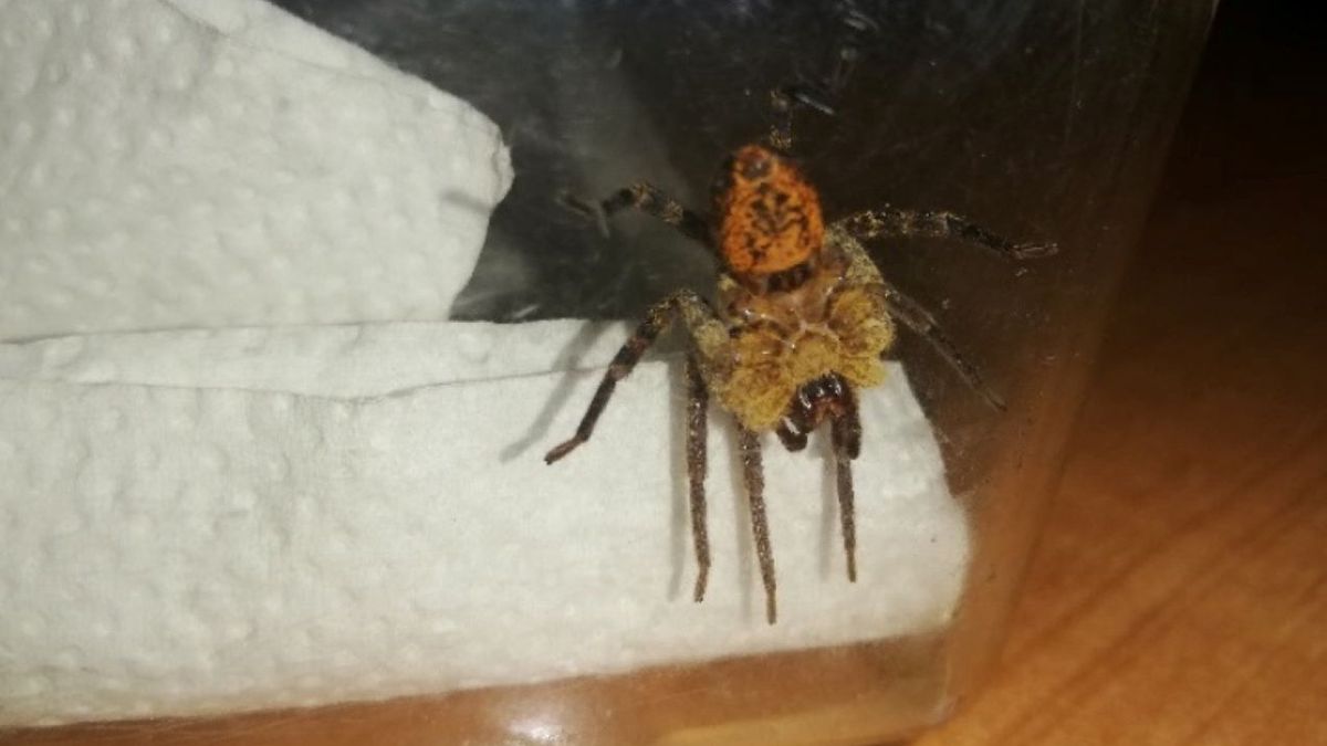 Pająk zwany Nosferatum