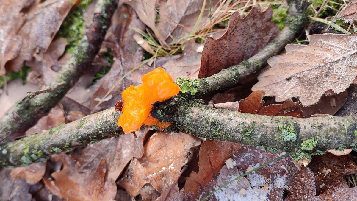 Trzęsak pomarańczowożółty 