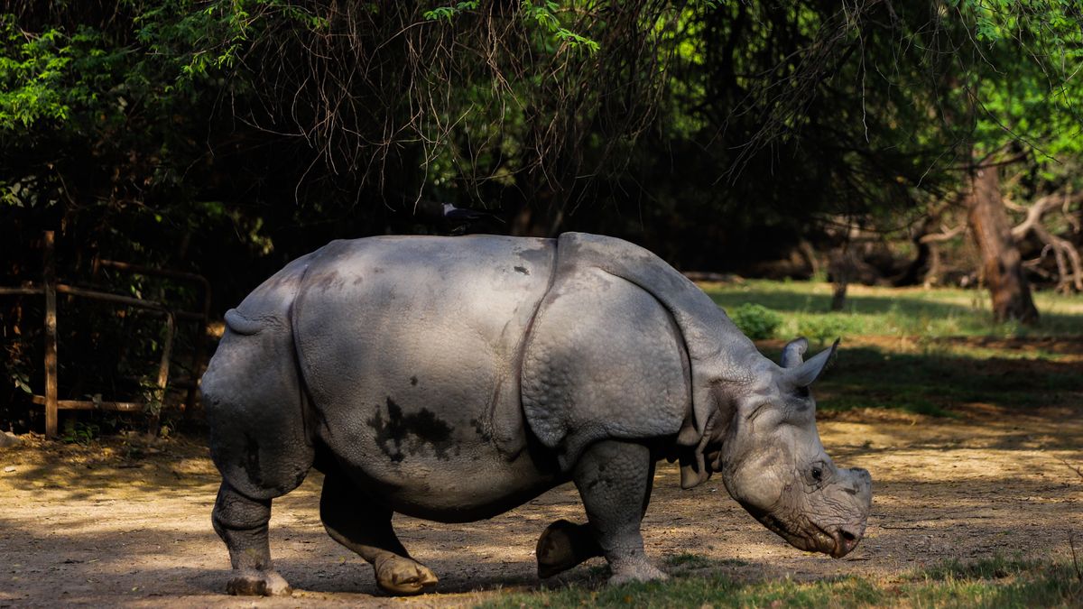 NEW DELHI,INDIA -MARCH 01: One-horned rhinoceros grazes inside the National Zoological Park ahead of 'World Wildlife Day' in New Delhi India on March 01, 2023. World Wildlife Day (WWD) is an opportunity to celebrate the many beautiful and varied forms of wild fauna and flora and to raise awareness of the multitude of benefits that their conservation provides to people. (Photo by Amarjeet Kumar Singh/Anadolu Agency via Getty Images)